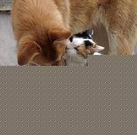 Click image for larger version

Name:	catkissdog.jpg
Views:	202
Size:	48.7 KB
ID:	15883626