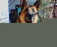 Click image for larger version

Name:	Zagor - petto.JPG
Views:	79
Size:	17.3 KB
ID:	15884749