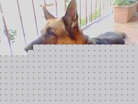 Click image for larger version

Name:	Zagor - cuccia.JPG
Views:	79
Size:	27.7 KB
ID:	15884750