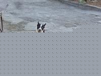 Click image for larger version

Name:	milo migliore 3.jpg
Views:	80
Size:	80.0 KB
ID:	15884755
