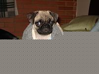 Click image for larger version

Name:	carlino.jpg
Views:	52
Size:	48.5 KB
ID:	15884838