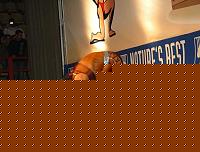 Click image for larger version

Name:	Cat.Miss Shape-30  III° Szantai Dora (125).jpg
Views:	44
Size:	82.2 KB
ID:	15888442