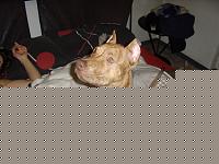 Click image for larger version

Name:	STA40612.jpg
Views:	106
Size:	74.8 KB
ID:	15892155