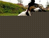 Click image for larger version

Name:	crazy dogs.jpeg
Views:	75
Size:	33.7 KB
ID:	15893456