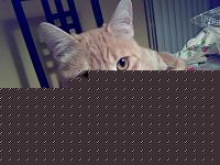 Click image for larger version

Name:	Gatto.jpg
Views:	83
Size:	90.7 KB
ID:	15895624