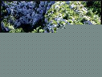 Click image for larger version

Name:	verdon-jump.jpg
Views:	87
Size:	205.0 KB
ID:	15896038