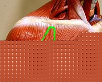 Click image for larger version

Name:	Spalla-2a.jpg
Views:	57
Size:	31.3 KB
ID:	15896052