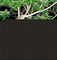 Click image for larger version

Name:	a96758_dancer-in-the-tree.jpg
Views:	53
Size:	105.5 KB
ID:	15896854