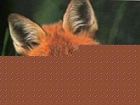 Click image for larger version

Name:	volpe.jpg
Views:	73
Size:	26.9 KB
ID:	15896926