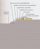 Click image for larger version

Name:	glenoid 2.jpg
Views:	2830
Size:	87.2 KB
ID:	15897208