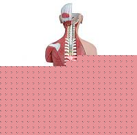 Click image for larger version

Name:	torso-muscolare-schiena-aperta.jpg
Views:	59
Size:	28.6 KB
ID:	15897469