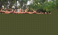 Click image for larger version

Name:	Cat Atheltic Piccole Taglie  conf (10).jpg
Views:	95
Size:	134.8 KB
ID:	15899293