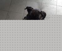 Click image for larger version

Name:	19012009052.jpg
Views:	194
Size:	53.9 KB
ID:	15899337