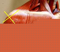 Click image for larger version

Name:	Spalla-2a.jpg
Views:	878
Size:	30.9 KB
ID:	15899395