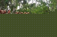 Click image for larger version

Name:	Cat Atheltic Piccole Taglie  conf (16).jpg
Views:	643
Size:	140.2 KB
ID:	15899673
