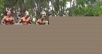 Click image for larger version

Name:	Cat Atheltic Piccole Taglie  conf (20).jpg
Views:	686
Size:	113.5 KB
ID:	15899765