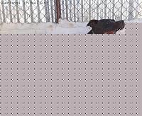 Click image for larger version

Name:	margot_04.jpg
Views:	52
Size:	56.2 KB
ID:	15900832
