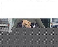 Click image for larger version

Name:	ciccio e fratelli.jpg
Views:	53
Size:	39.3 KB
ID:	15900833