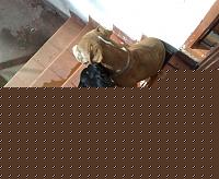 Click image for larger version

Name:	pipa ciccio 2.jpg
Views:	48
Size:	82.2 KB
ID:	15900838