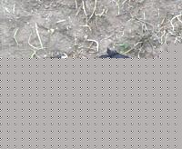 Click image for larger version

Name:	ciccio in posa.jpg
Views:	46
Size:	85.8 KB
ID:	15900840
