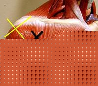 Click image for larger version

Name:	Spalla.jpg
Views:	600
Size:	30.4 KB
ID:	15901948