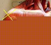 Click image for larger version

Name:	Spalla-2a.jpg
Views:	66
Size:	32.4 KB
ID:	15903350