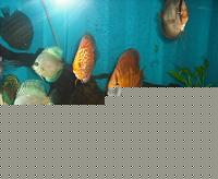 Click image for larger version

Name:	DSCF1598.JPG
Views:	154
Size:	93.4 KB
ID:	15903907