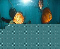 Click image for larger version

Name:	DSCF1602.JPG
Views:	135
Size:	206.2 KB
ID:	15903908