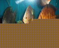 Click image for larger version

Name:	DSCF1606.JPG
Views:	136
Size:	190.0 KB
ID:	15903909