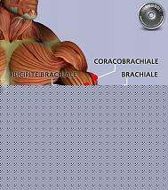 Click image for larger version

Name:	muscle_bic_brac.jpg
Views:	134
Size:	37.7 KB
ID:	15905257