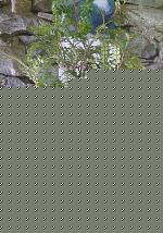 Click image for larger version

Name:	bonsai2.jpg
Views:	43
Size:	212.6 KB
ID:	15908294