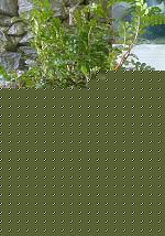 Click image for larger version

Name:	bonsai4.jpg
Views:	41
Size:	202.6 KB
ID:	15908296