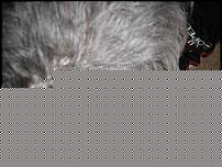 Click image for larger version

Name:	altre 001.jpg
Views:	120
Size:	229.4 KB
ID:	15913831