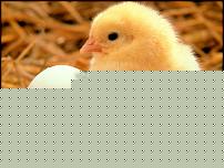 Click image for larger version

Name:	pasqua1.jpg
Views:	668
Size:	76.2 KB
ID:	15917996