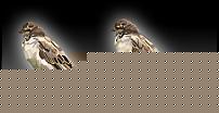 Click image for larger version

Name:	reala.jpg
Views:	179
Size:	75.4 KB
ID:	15935032