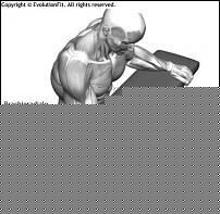Click image for larger version

Name:	Mappa-Muscolare-Avambracci-Curl-Polso-Inverso-Panca.jpg
Views:	86
Size:	33.4 KB
ID:	15960072
