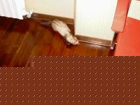Click image for larger version

Name:	fur1.jpg
Views:	254
Size:	356.2 KB
ID:	15965240