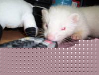 Click image for larger version

Name:	chuck2.jpg
Views:	465
Size:	30.3 KB
ID:	15965479