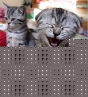 Click image for larger version

Name:	gattokeride.jpg
Views:	275
Size:	39.8 KB
ID:	15965563