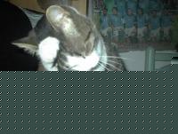 Click image for larger version

Name:	stella1.jpg
Views:	709
Size:	11.7 KB
ID:	15965800