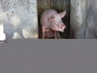 Click image for larger version

Name:	dscn0101.jpg
Views:	208
Size:	106.4 KB
ID:	15965902