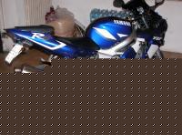 Click image for larger version

Name:	moto1.jpg
Views:	441
Size:	97.3 KB
ID:	15965934