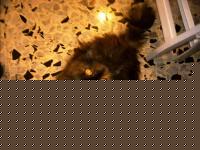Click image for larger version

Name:	Susy2.jpg
Views:	98
Size:	49.2 KB
ID:	15966356