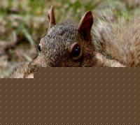 Click image for larger version

Name:	Rocky.jpg
Views:	191
Size:	48.8 KB
ID:	15966425