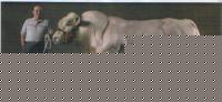 Click image for larger version

Name:	Belgian Blue.jpg
Views:	1761
Size:	88.5 KB
ID:	15966649