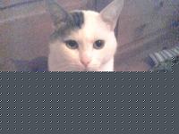 Click image for larger version

Name:	Squallmitico.JPG
Views:	170
Size:	44.6 KB
ID:	15966923