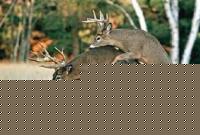 Click image for larger version

Name:	deersome.jpg
Views:	244
Size:	17.8 KB
ID:	15967275