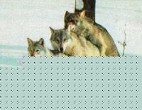 Click image for larger version

Name:	wolfsome2.jpg
Views:	229
Size:	25.9 KB
ID:	15967276