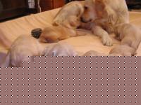 Click image for larger version

Name:	golden_retriever_pic139212.jpg
Views:	91
Size:	28.3 KB
ID:	15968332