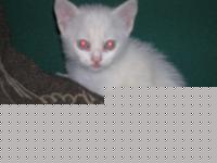 Click image for larger version

Name:	bianca 002.jpg
Views:	78
Size:	68.0 KB
ID:	15968512